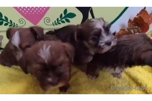 成約済の栃木県のミックス犬-210632の3枚目